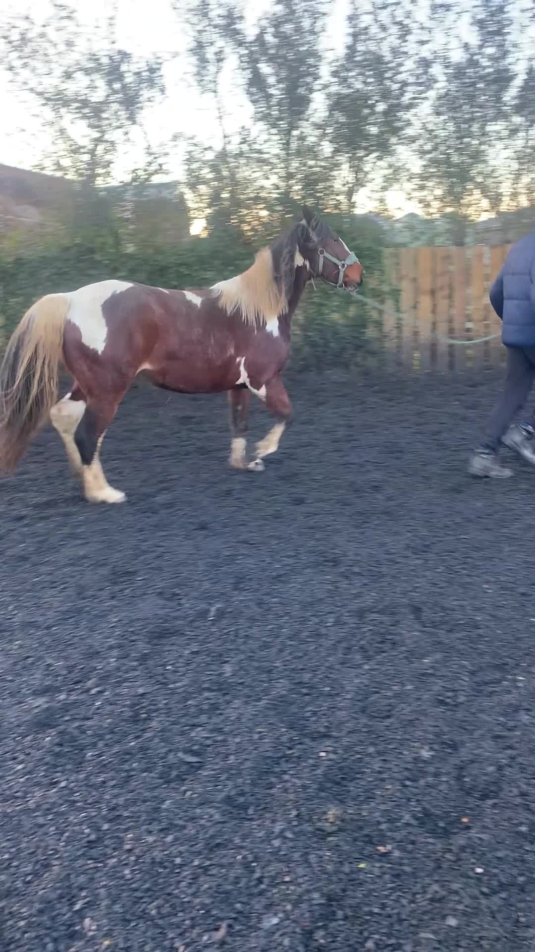 Other Breed horses for sale: Pony for sale - Video 2