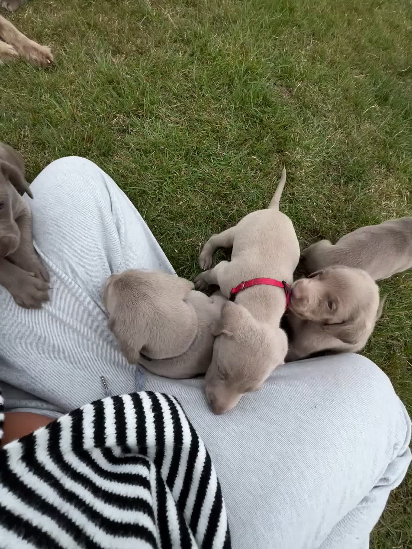 Weimaraner dogs for sale: Long & Short Haired Weimaraner KC reg - Video 2