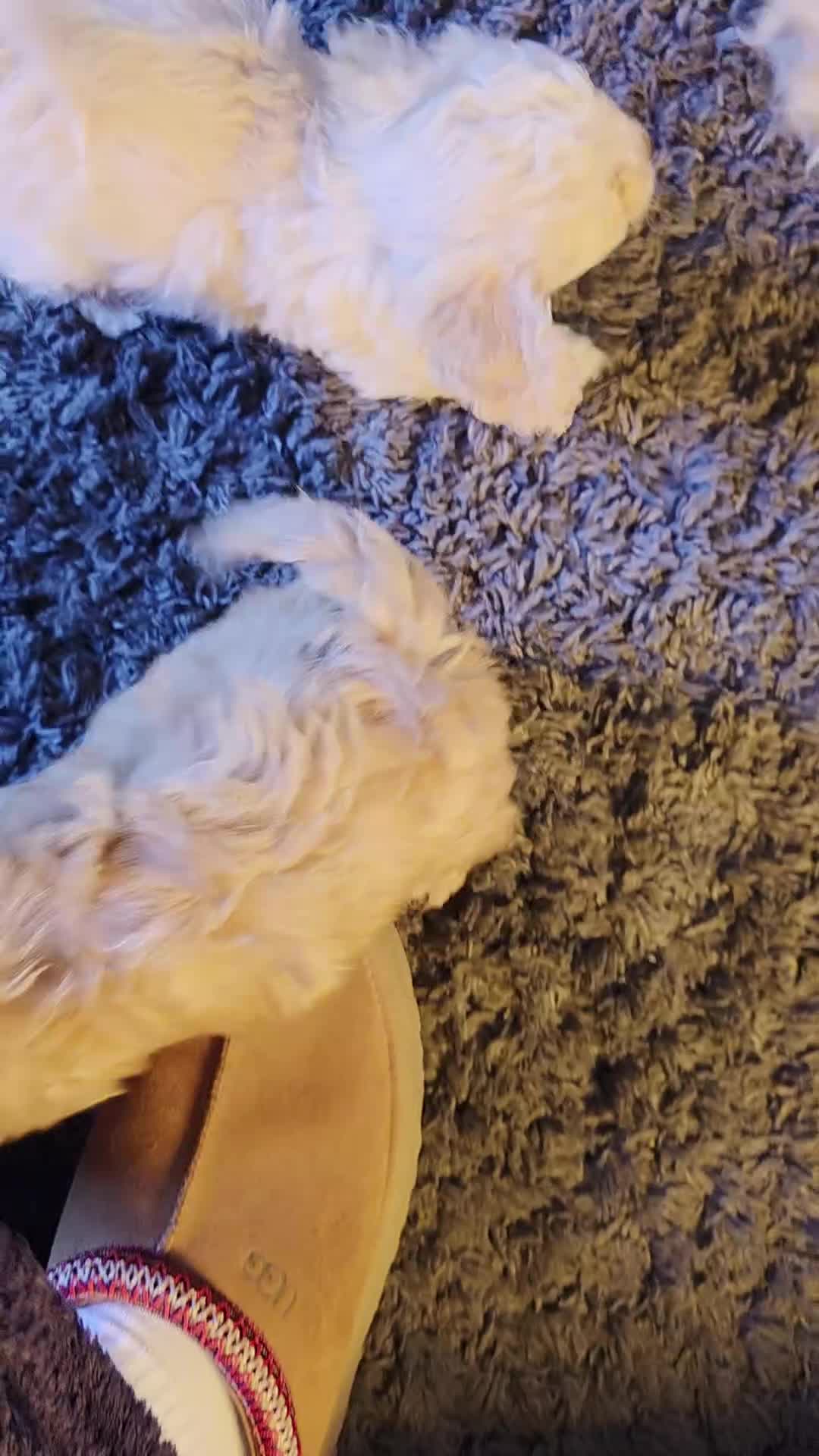 Cavapoo dogs for sale: Stunning miniature cavapoo - Video 1