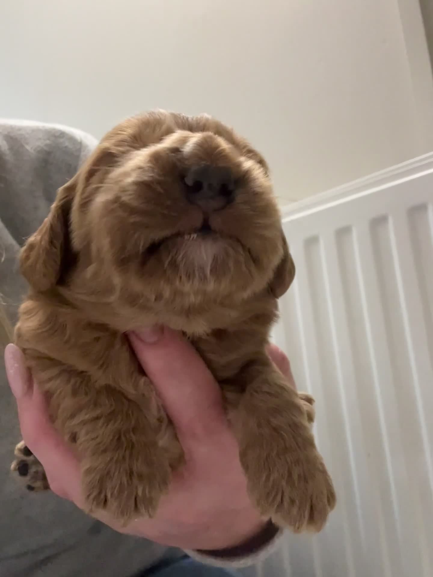 Cockapoo dogs for sale: Stunning cockapoo pups!  - Video 1