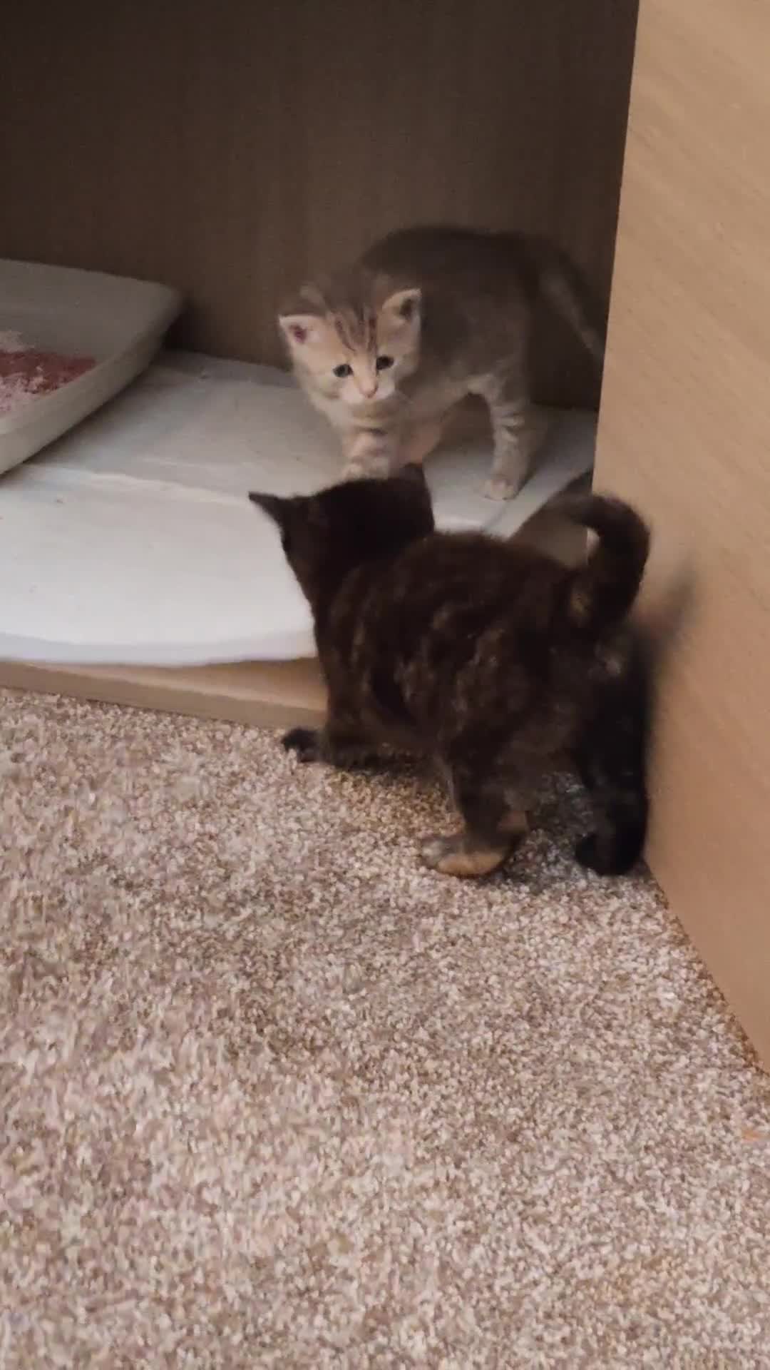 British Shorthair cats for sale: British shorthair kittens - Video 2