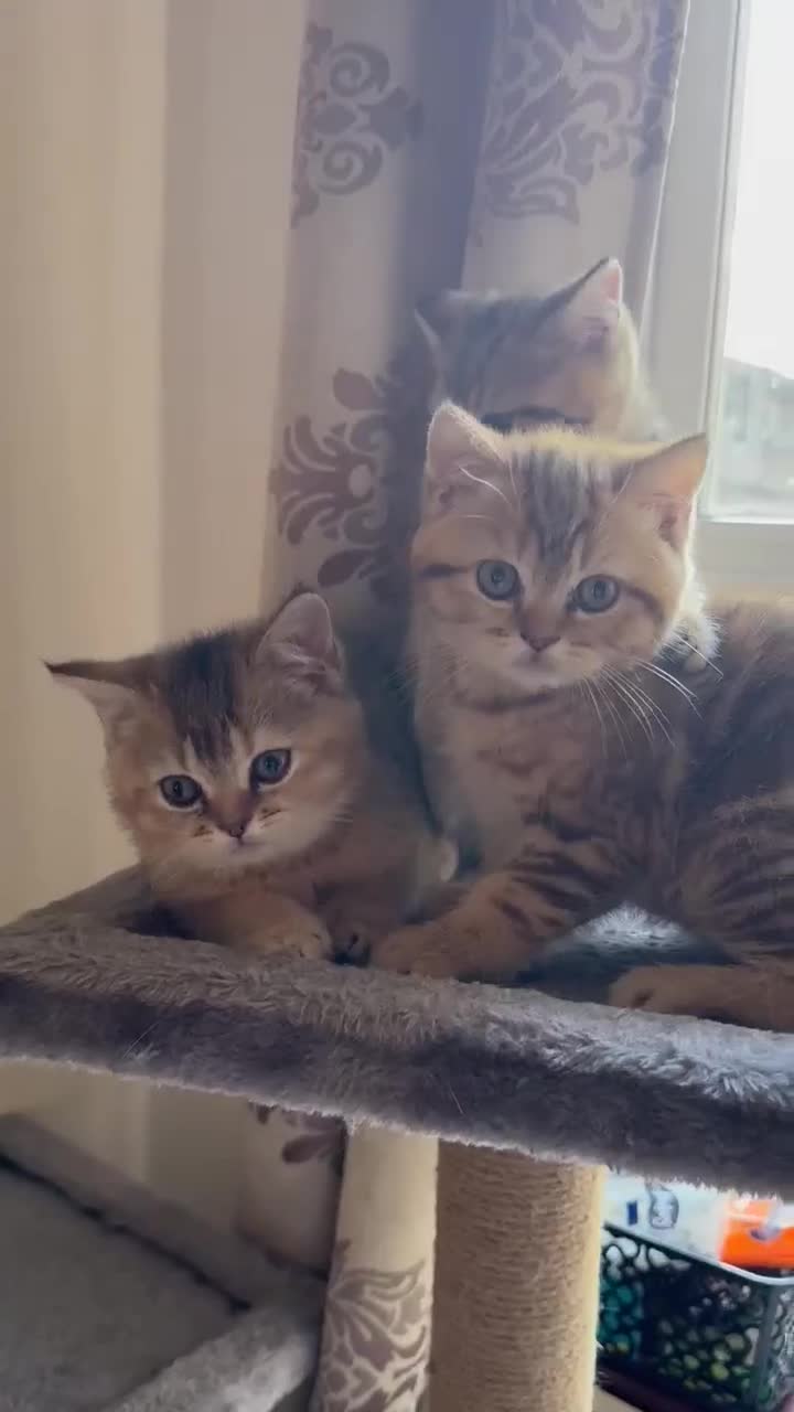 British Shorthair cats for sale: 🐾 Gorgeous British Shorthair Kittens 🐾 - Video 1