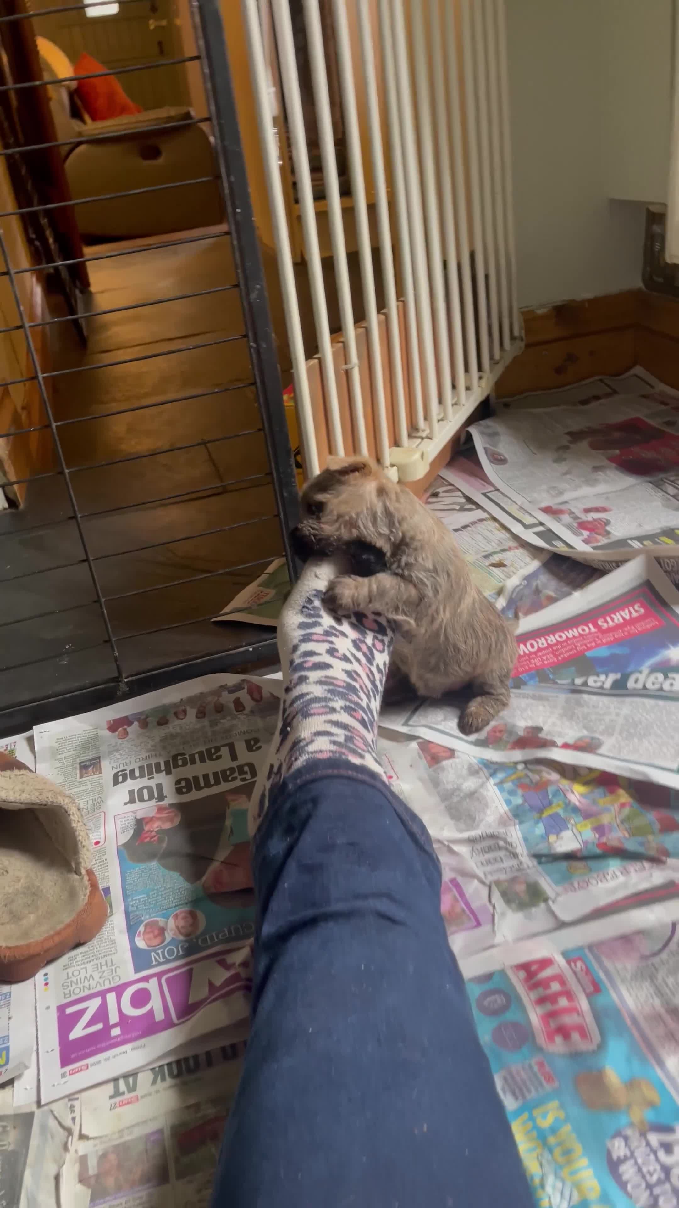 Cairn Terrier dogs for sale: Gorgeous Litter of Cairn Terrier Pups  - Video 1