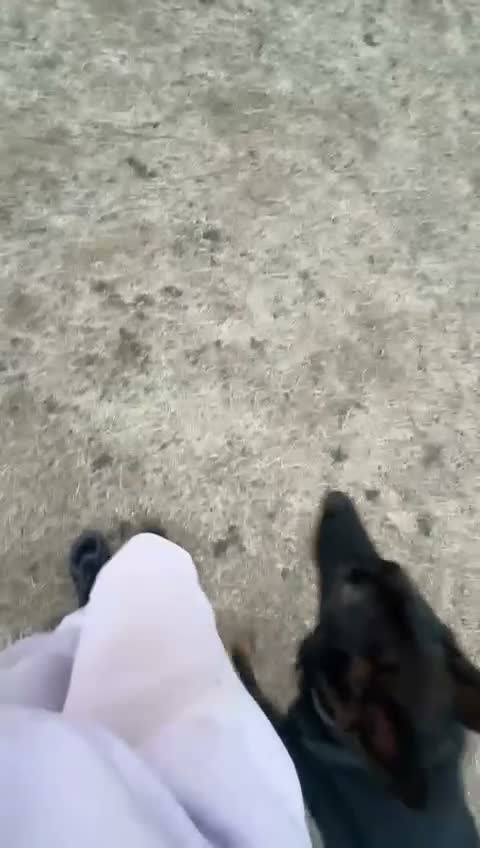 German Shepherd dogs for sale: ❤️ BRUNO IS LOOKING FOR HIS FOREVER HOME 🐾 in Northampton - Video 1