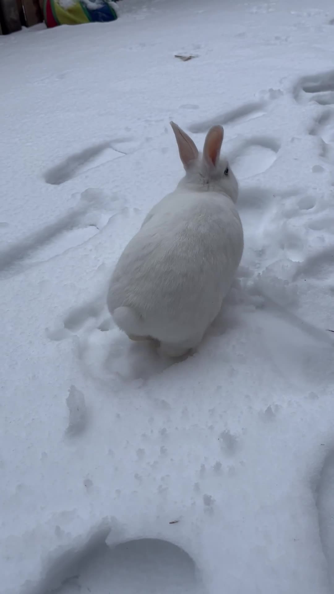 Mixed Breed rabbits for sale: Rabbit bond for sale - Video 1