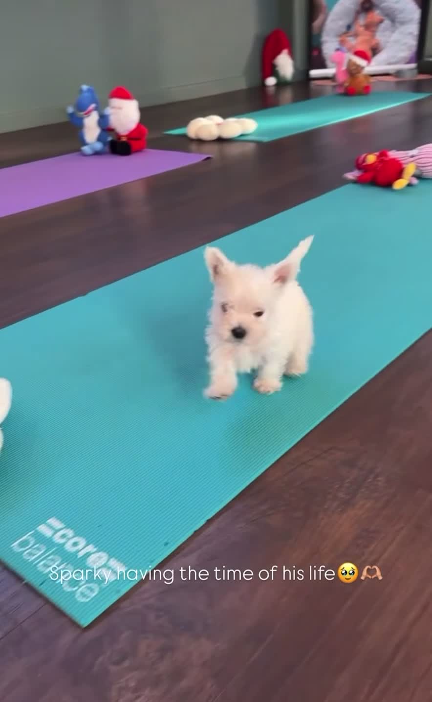 West Highland Terrier dogs for sale: Only 4 Westie Puppies Left – Ready for Homes Now! - Video 3