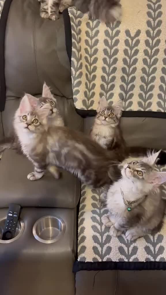 Maine Coon cats for sale: One beautiful full Maine Coon Girl - Video 1