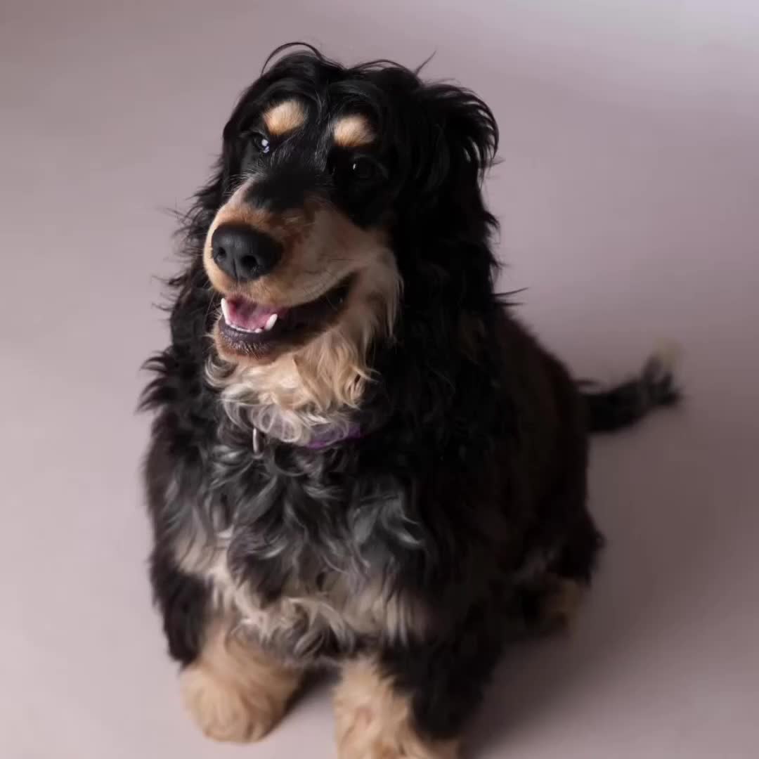 Cocker Spaniel dogs for sale: Show Cocker Spaniel pups KC reg - Video 1