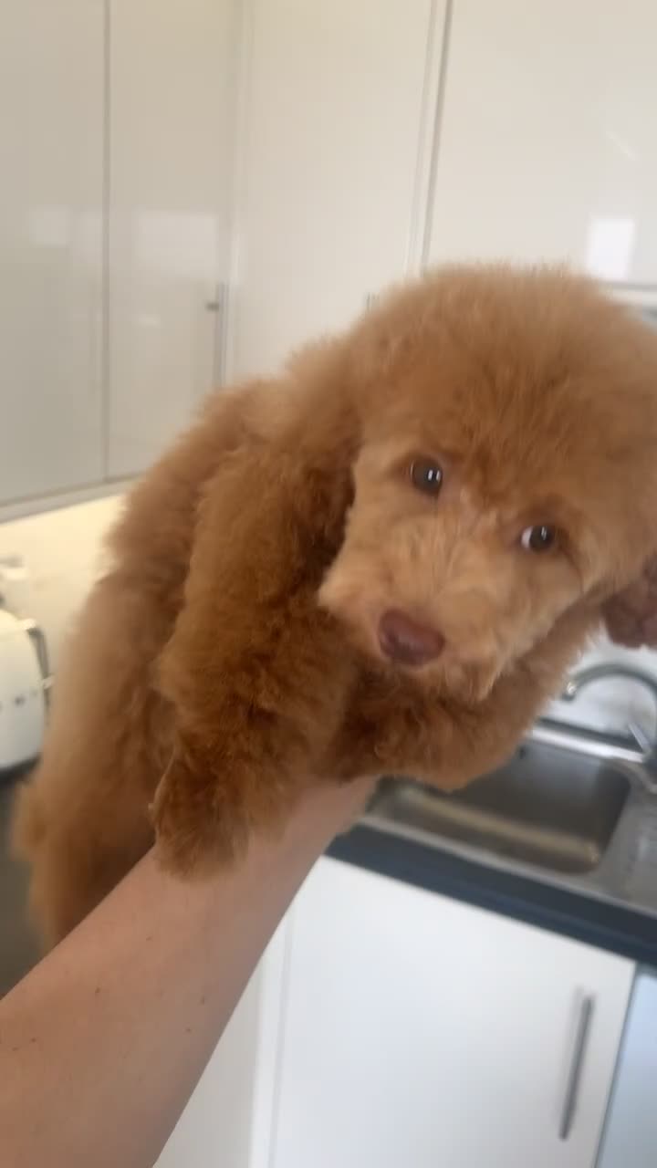 Toy Poodle dogs for sale: KC TOY POODLE FEMALE  - Video 1