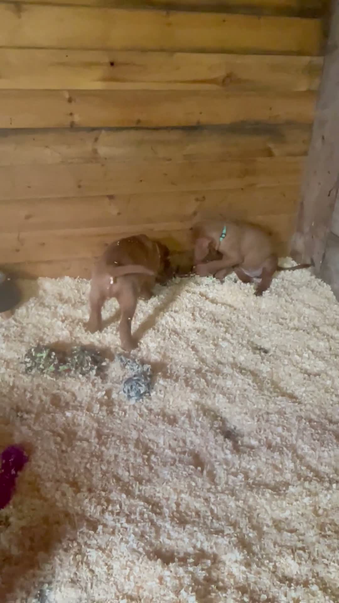 Hungarian Vizsla dogs for sale: 🐶 Beautiful Wired Haired Hungarian Visla Puppies in Saint Helens - Video 1