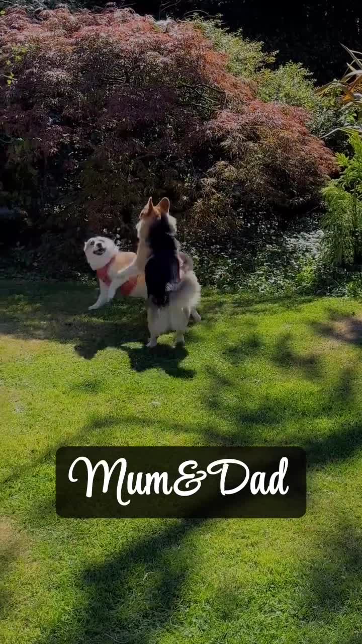 Welsh Corgi Pembroke dogs for sale: Welsh Pembroke corgis  - Video 1