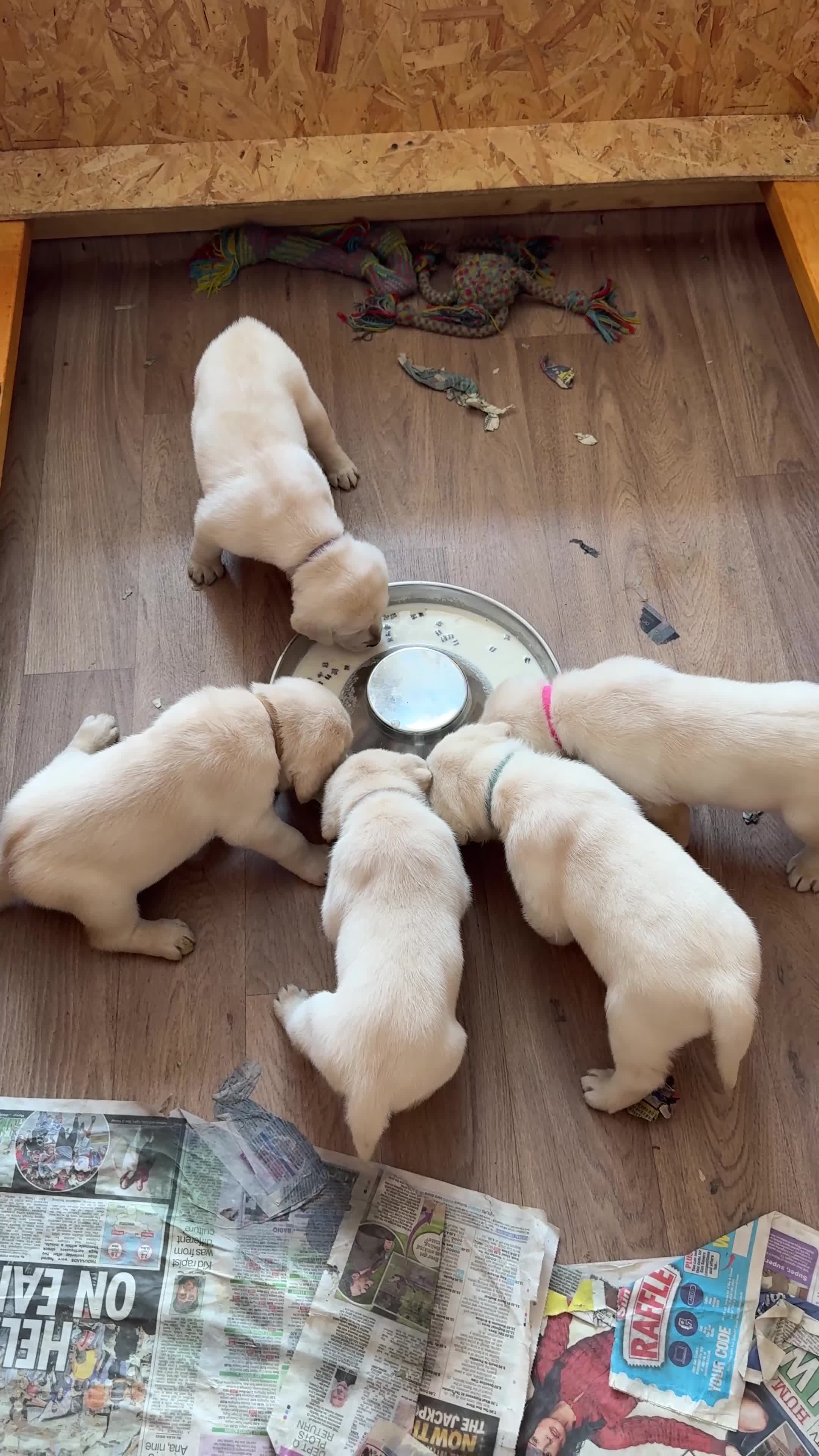 Labrador Retriever dogs for sale: Beautiful litter of Pedigree Yellow Labrador   - Video 3