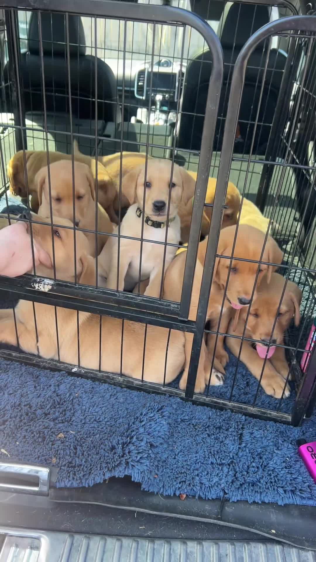 Labrador Retriever dogs for sale: ONLY 2 BEAUTIFUL RED FOX LABRADOR GIRLS REMAINING - Video 1