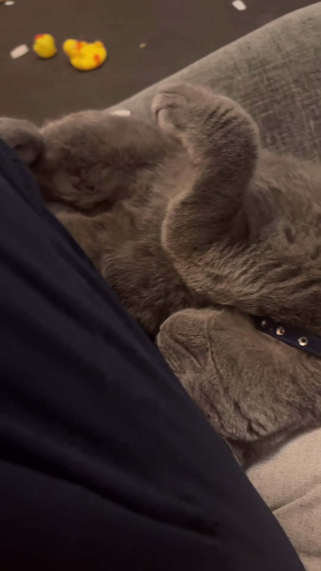 British Shorthair cats for stud: British Shorthair Blue Stud-Bookings From April  - Video 1