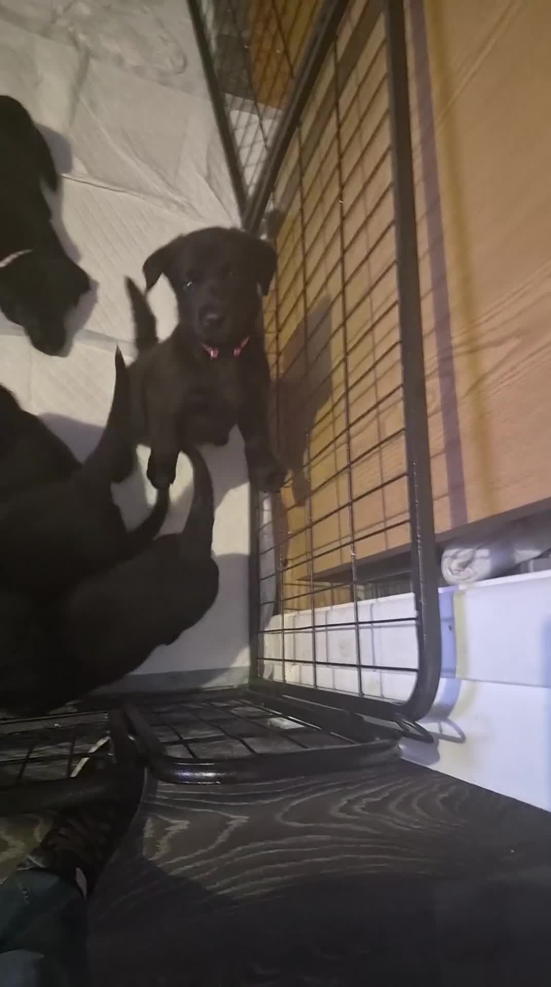 Sheprador dogs for sale: Shepador puppies for sale  - Video 1