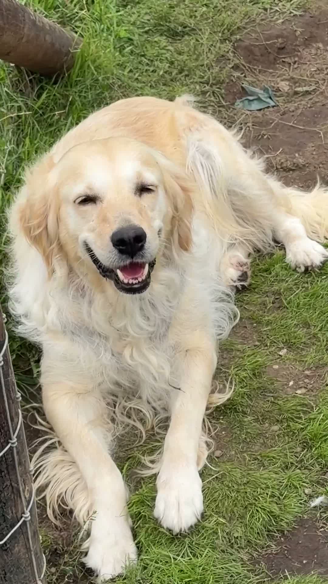 Golden Retriever dogs for sale: RESERVED - Adult dog via POLICE K9 trainer - Video 2