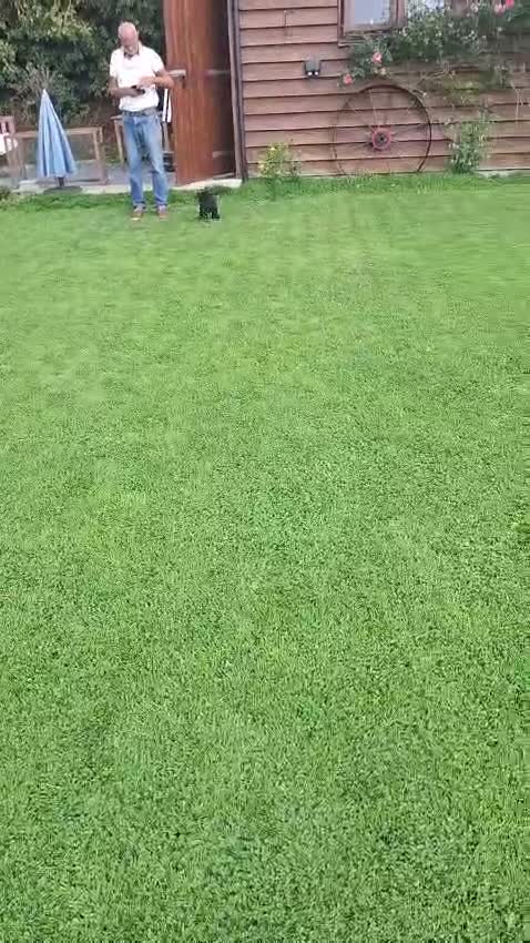 Cocker Spaniel dogs for sale: Cocker Spaniel puppies for sales - Video 4