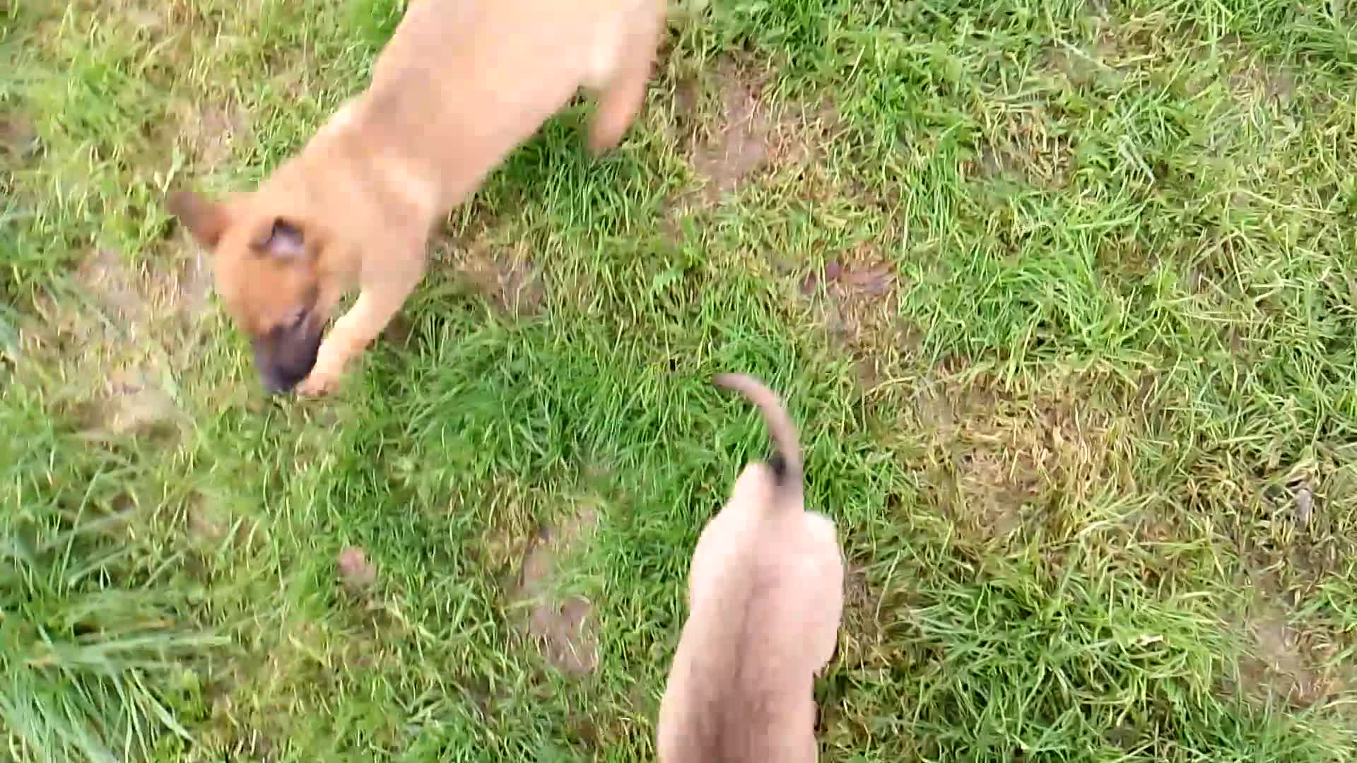 Mixed Breed dogs for sale: Belgian malinois x German shepherd - Video 1