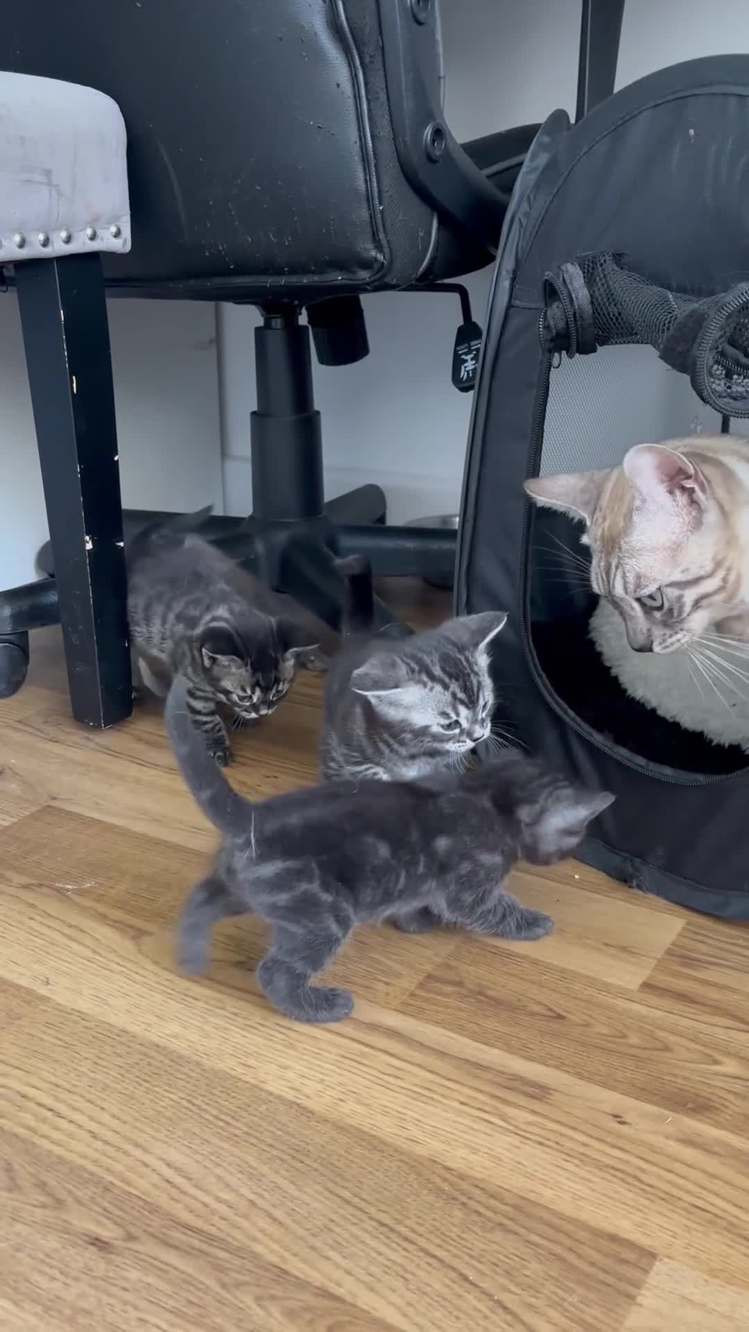 Mixed Breed cats for sale: Bengal cross British shorthair kittens for sale  - Video 1