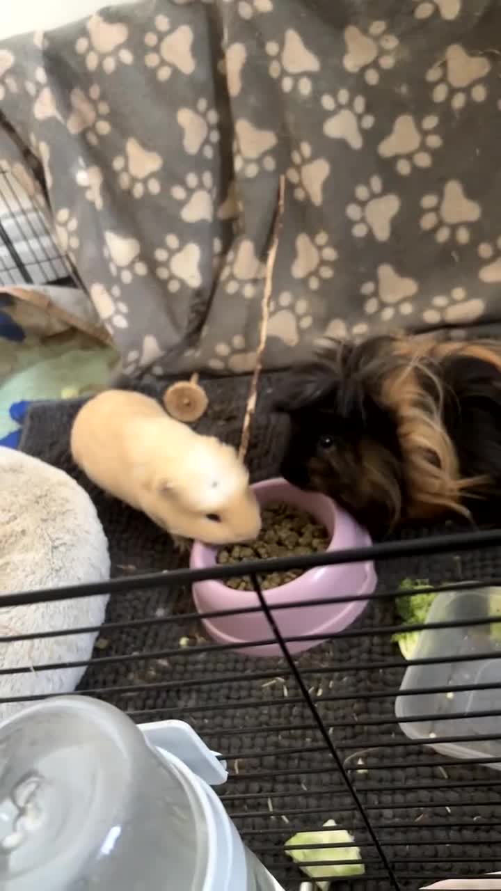 Guinea Pig rodents for sale: 2 gorgeous male guinea pigs  - Video 1