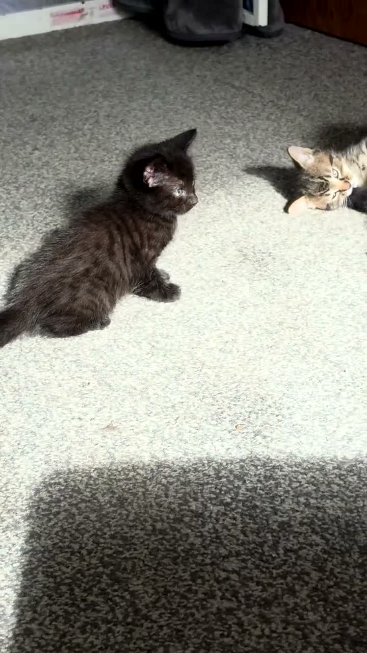 Mixed Breed cats for sale: Bengal X  - Video 3
