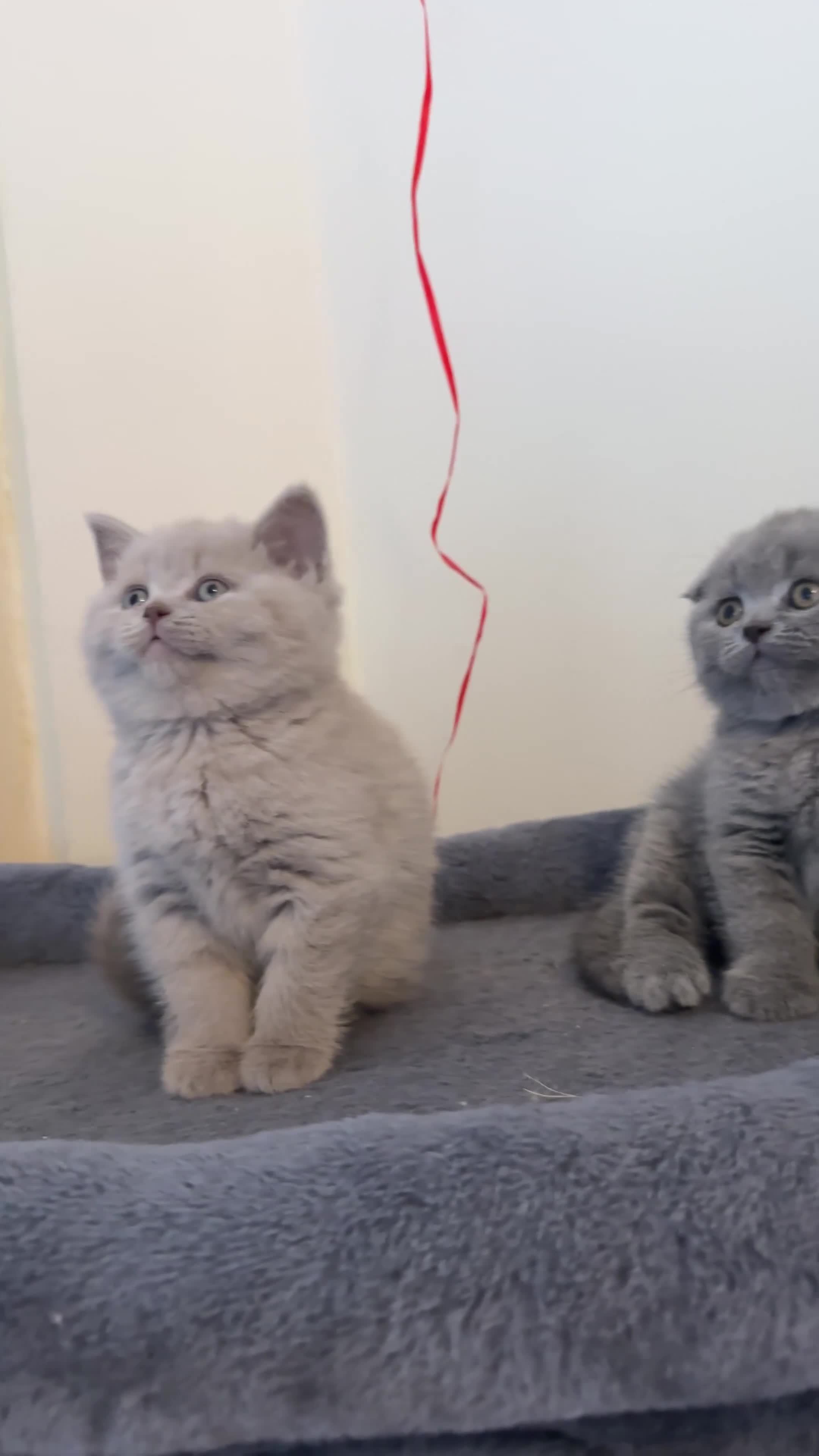 Scottish Fold cats for sale: Beautiful Scottish Fold Kitten – Litter Trained💖 - Video 1