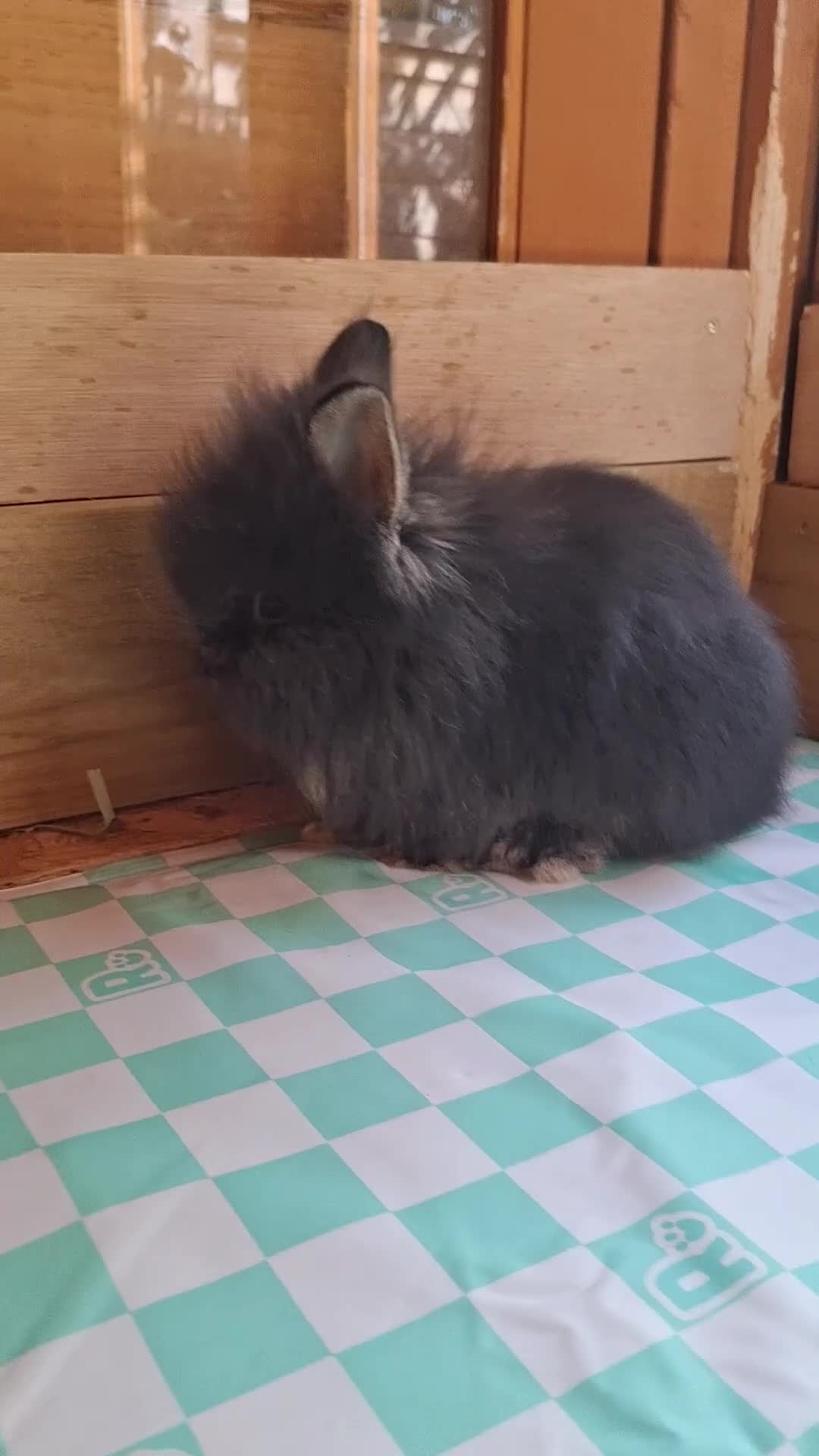 Lionhead rabbits for sale: Purebred Lionheads for sale - Video 1