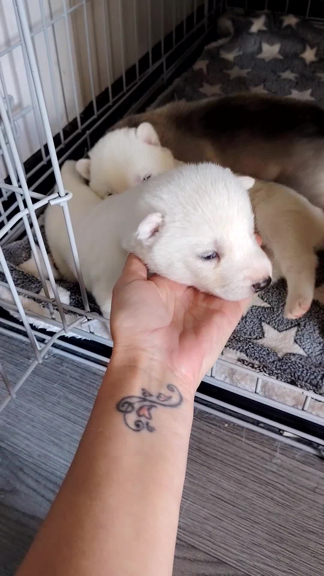 Siberian Husky dogs for sale: Siberian huskys READY NOW 1 boy 1 girl. - Video 3
