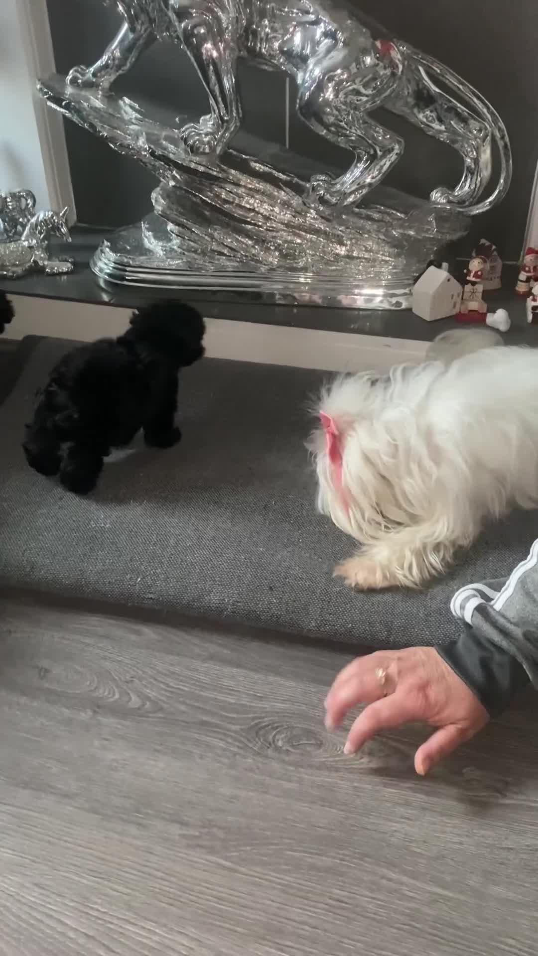 Maltipoo dogs for sale: Rare micro toy teddyface Korean/Asian maltipoos😍 - Video 3