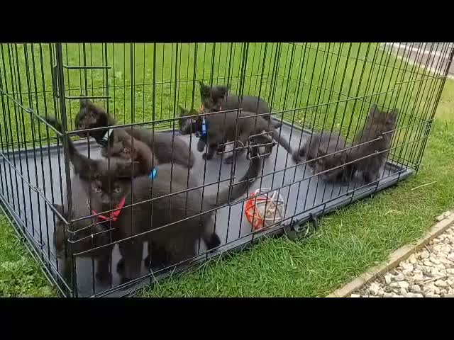 British Shorthair cats for sale: 8 British Shorthair Kittens for Sale in Perth - Video 2