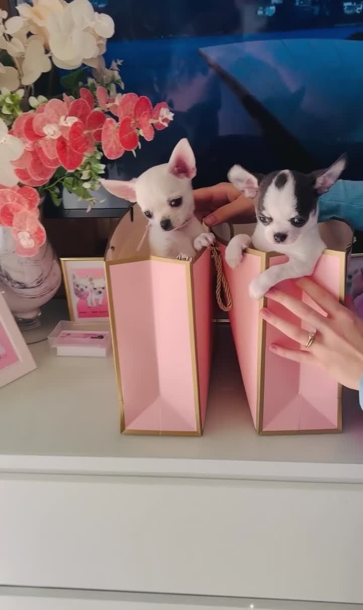 Chihuahua dogs for sale: Beautiful KC registered Chihuahua puppies - Video 1