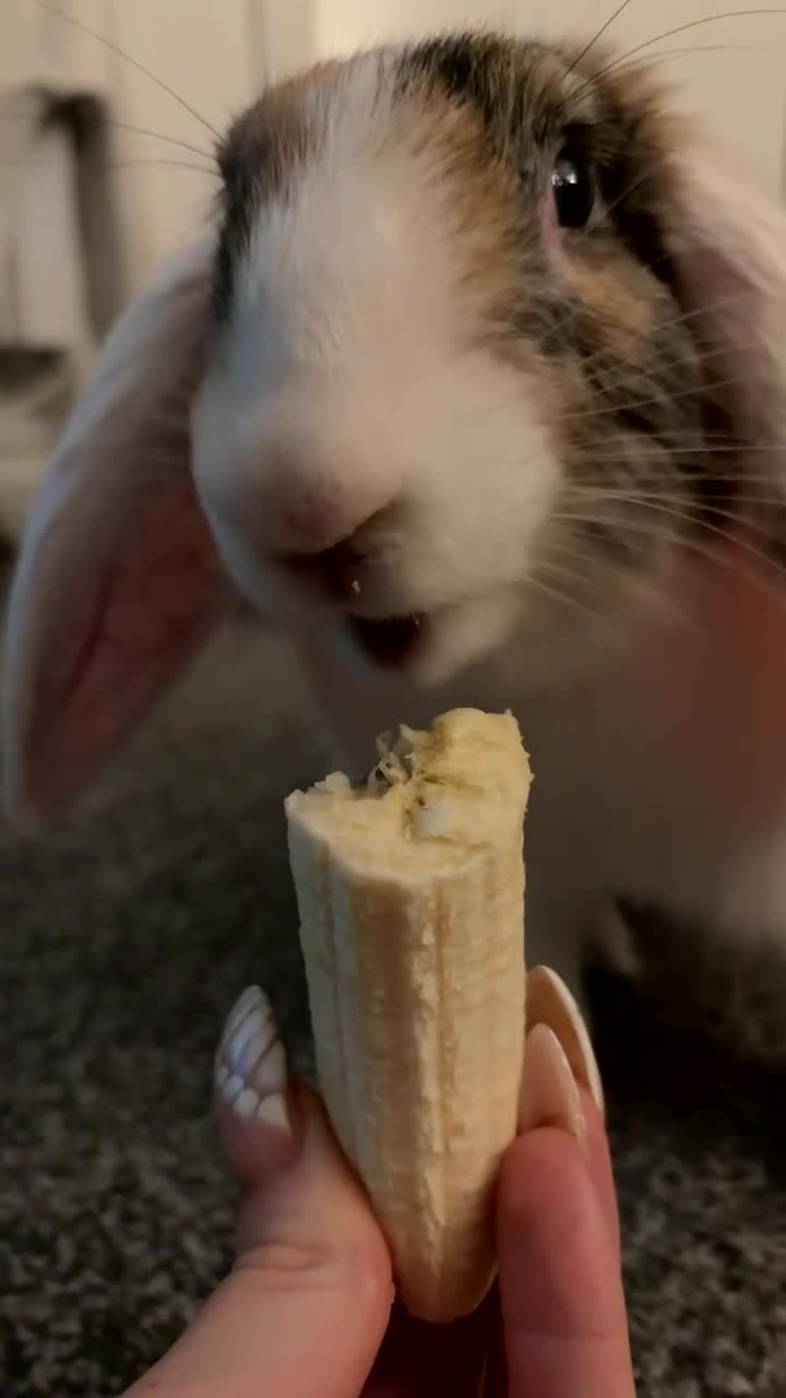 Mixed Breed rabbits for sale: 9 month old rabbit  - Video 1