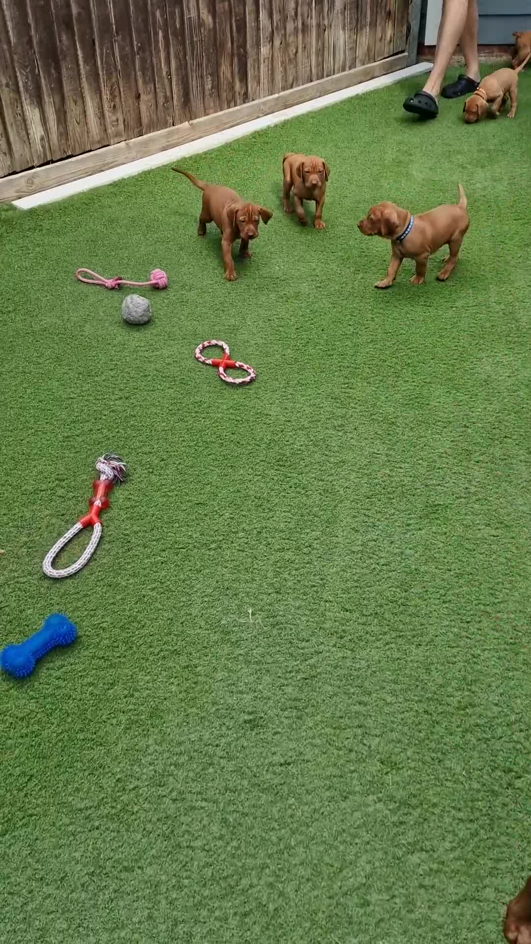 Hungarian Vizsla dogs for sale: Hungarian Vizsla Puppies KC Registered - Video 1