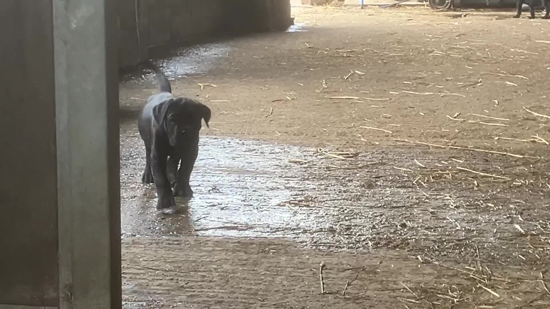 Cane Corso dogs for sale: Top quality  - Video 1