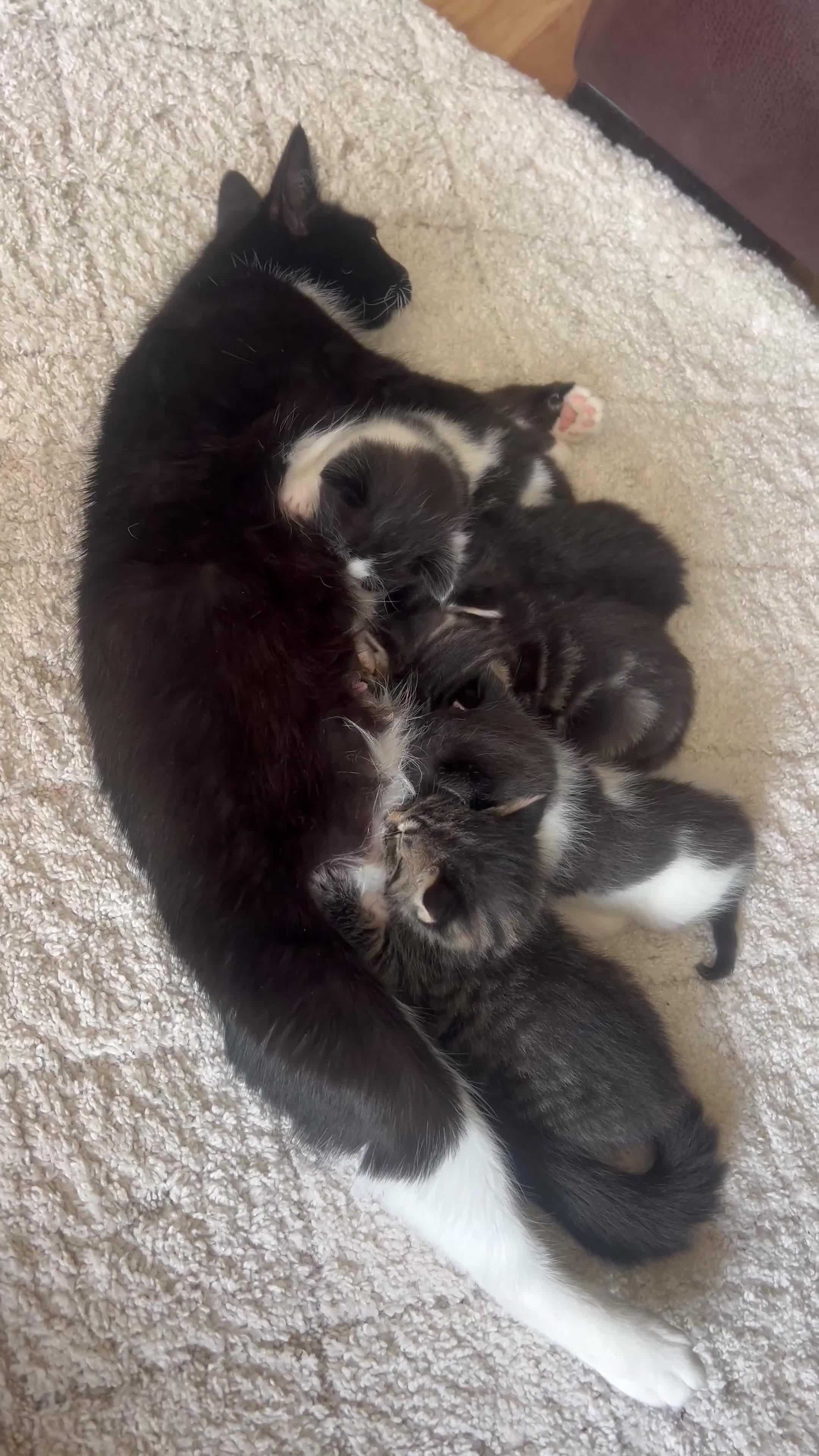 British Shorthair cats for sale: ✨Adorable kittens looking for their forever homes✨ - Video 1