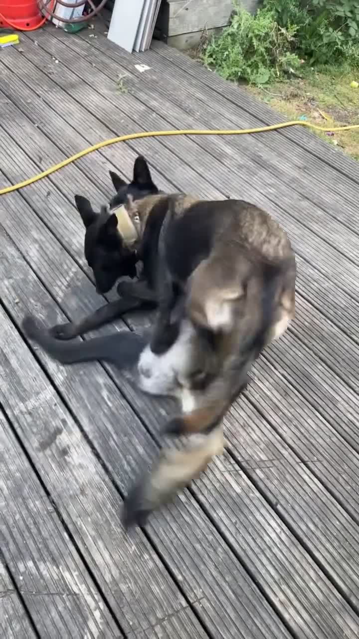 Belgian Shepherd Dog dogs for sale: Belgain malinois pups for sale  - Video 1