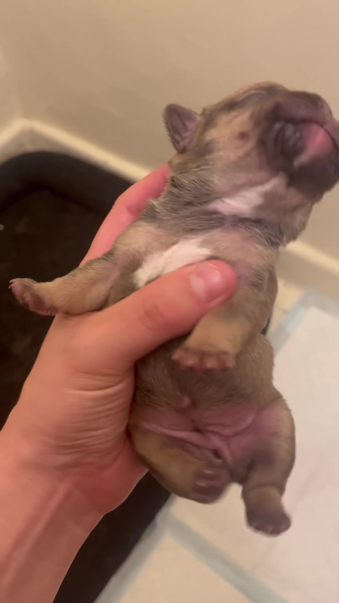 French Bulldog dogs for sale: Beautiful frenchies for sale  - Video 3