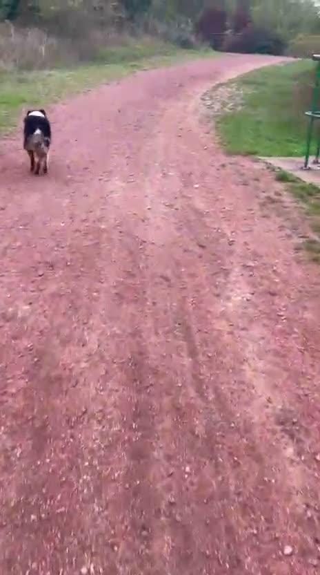 Australian Shepherd dogs for stud: 🐾KC REGISTERED AUSTRALIAN SHEPHERD FOR STUD - Video 1