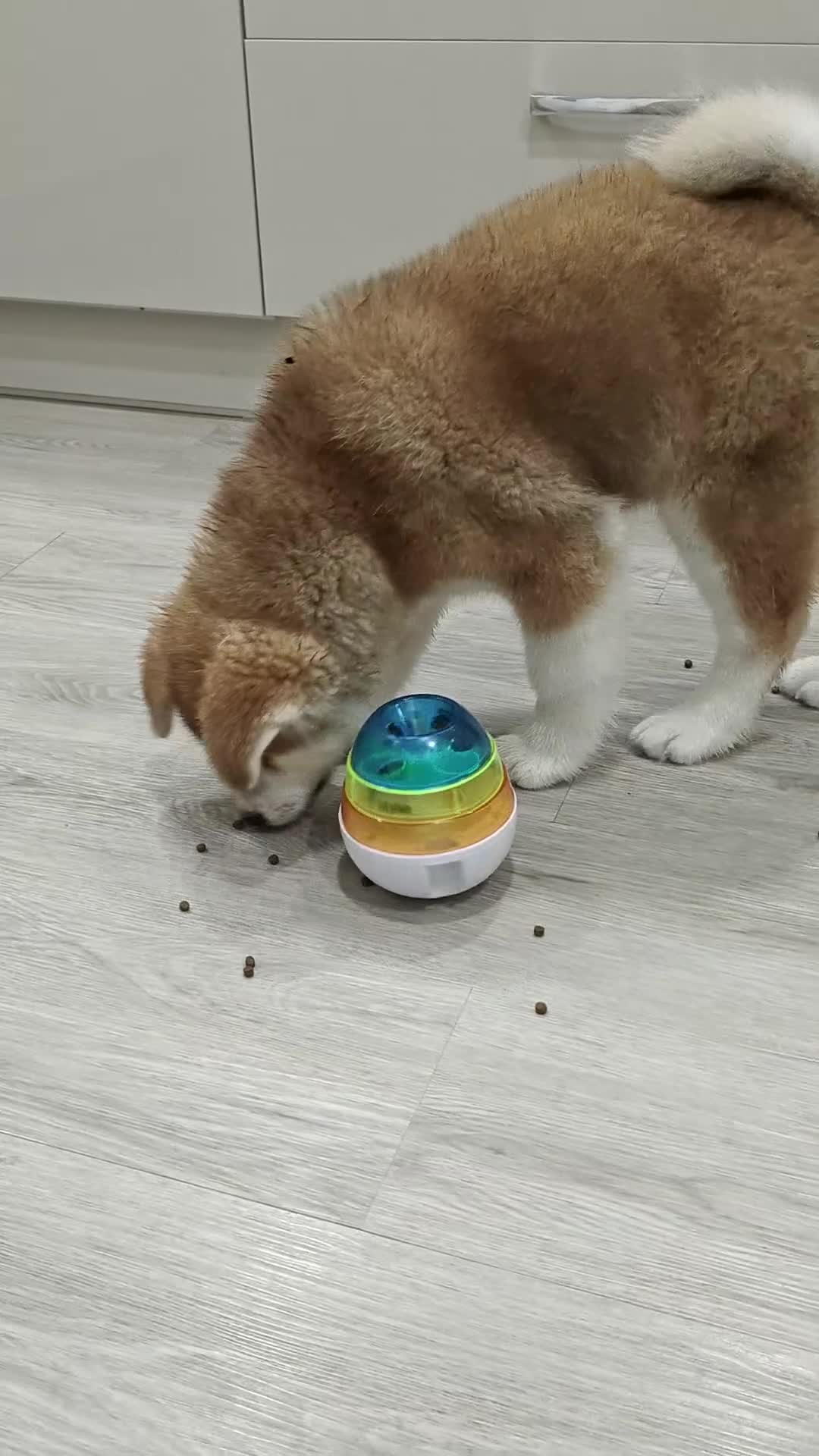 Japanese Akita Inu dogs for sale: RCK Registered Japanese Akita Inu Red Puppy Female - Video 2