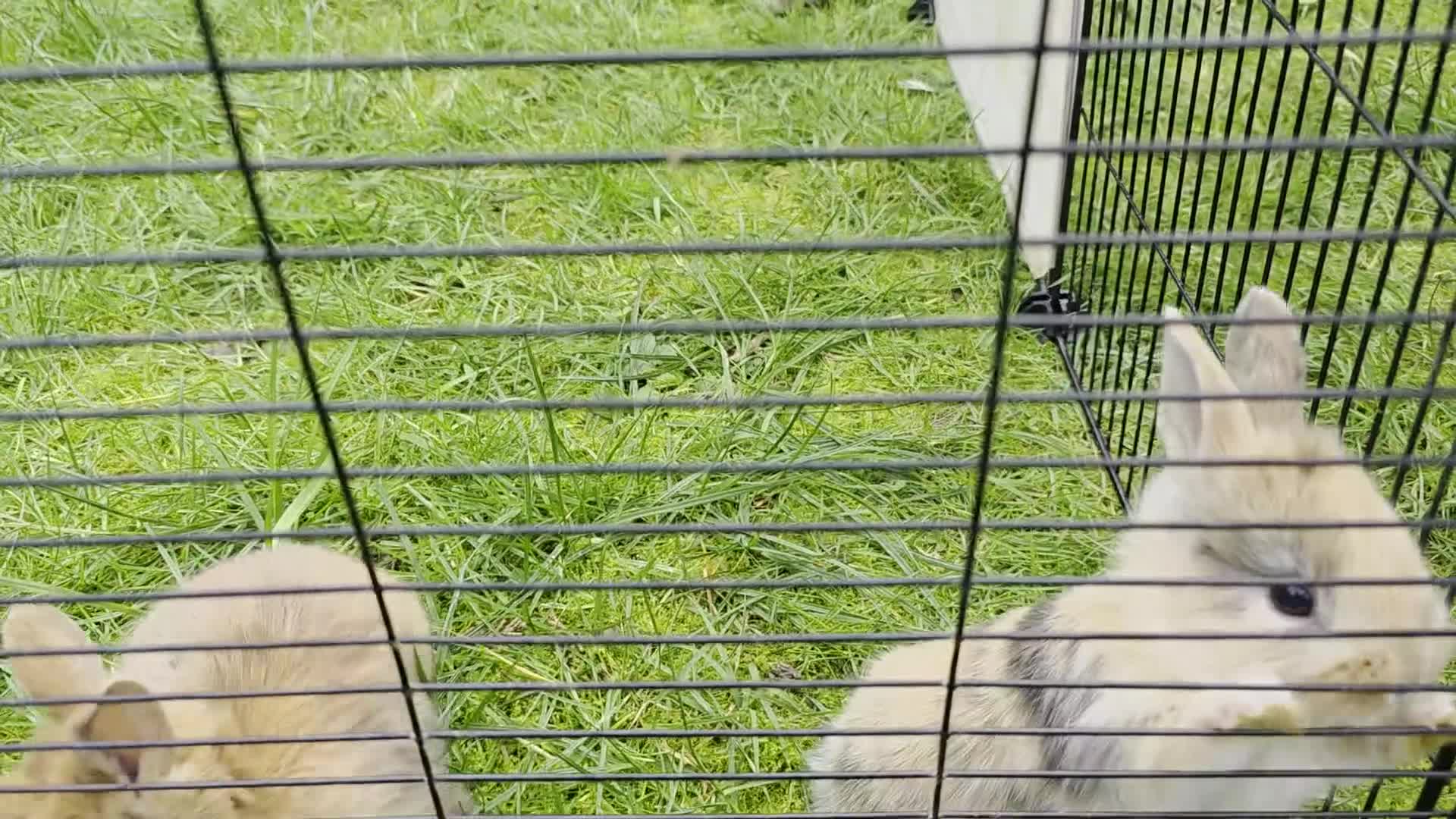 Lionhead rabbits for sale: Lionhead bunnies  - Video 1
