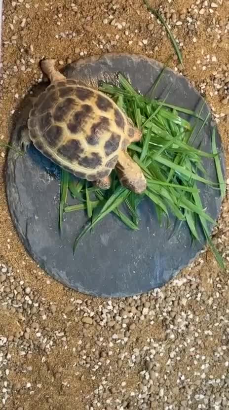 Tortoise reptiles for sale: Horsefield Tortoise - 3 Months Old  in Tipton - Video 3