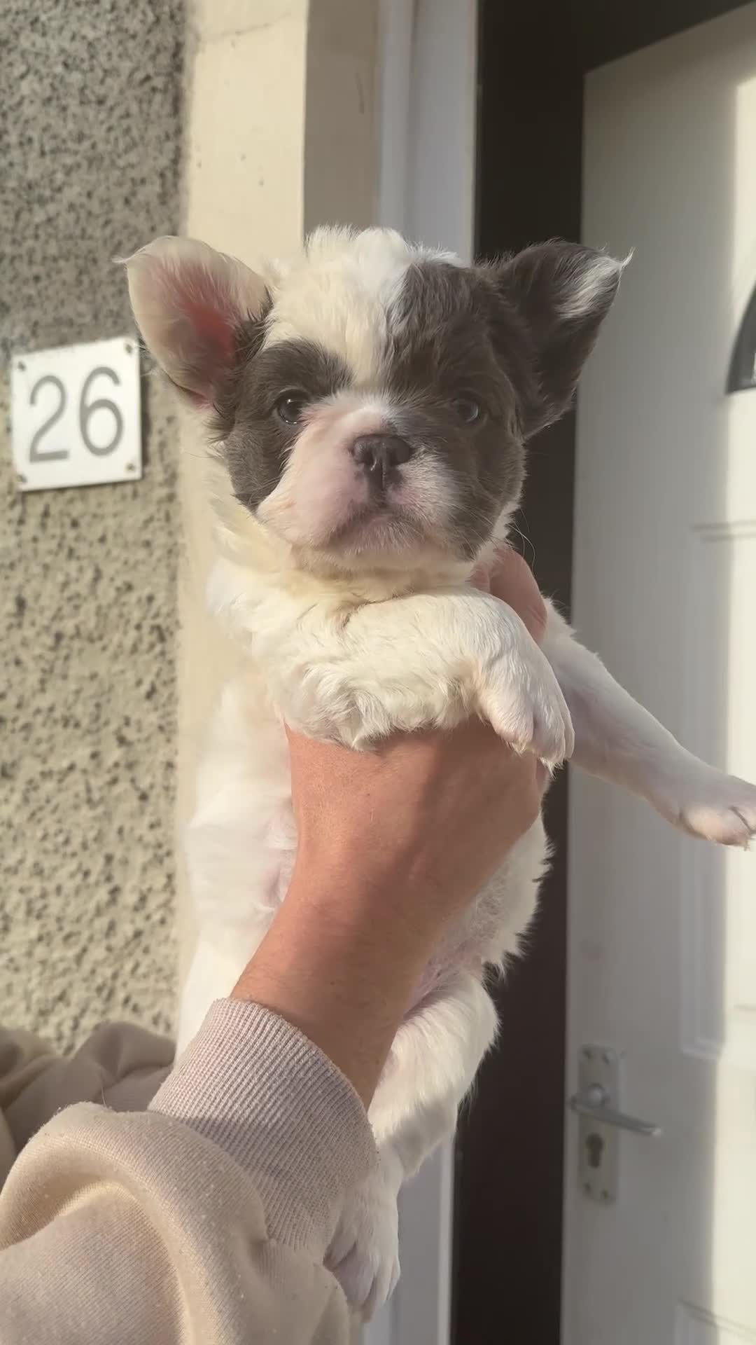 French Bulldog dogs for sale: Fluffy f - Video 1