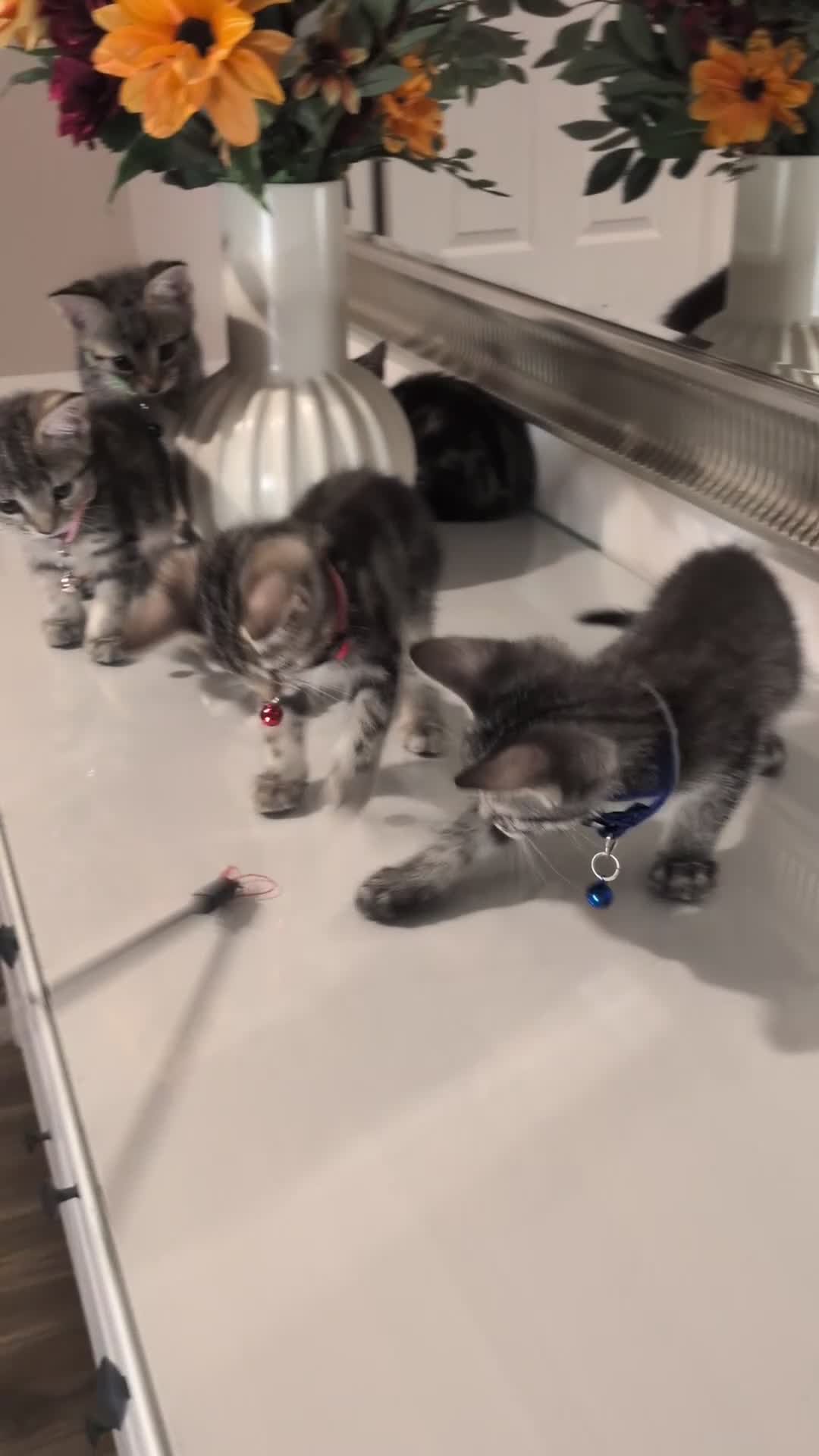 Mixed Breed cats for sale: Adorable kittens in London(SE18)😻😍😻 - Video 1