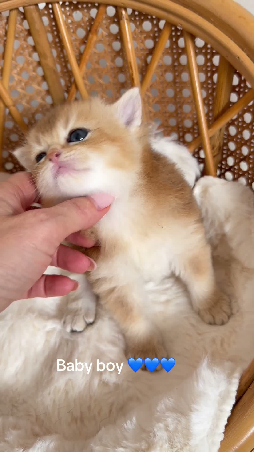 British Shorthair cats for sale: BSH Golden kittens,exc quality, registered  - Video 1