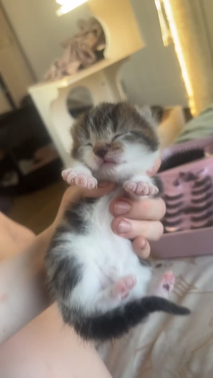 Mixed Breed cats for sale: Male kitten available ready to leave now  in Accrington - Video 1