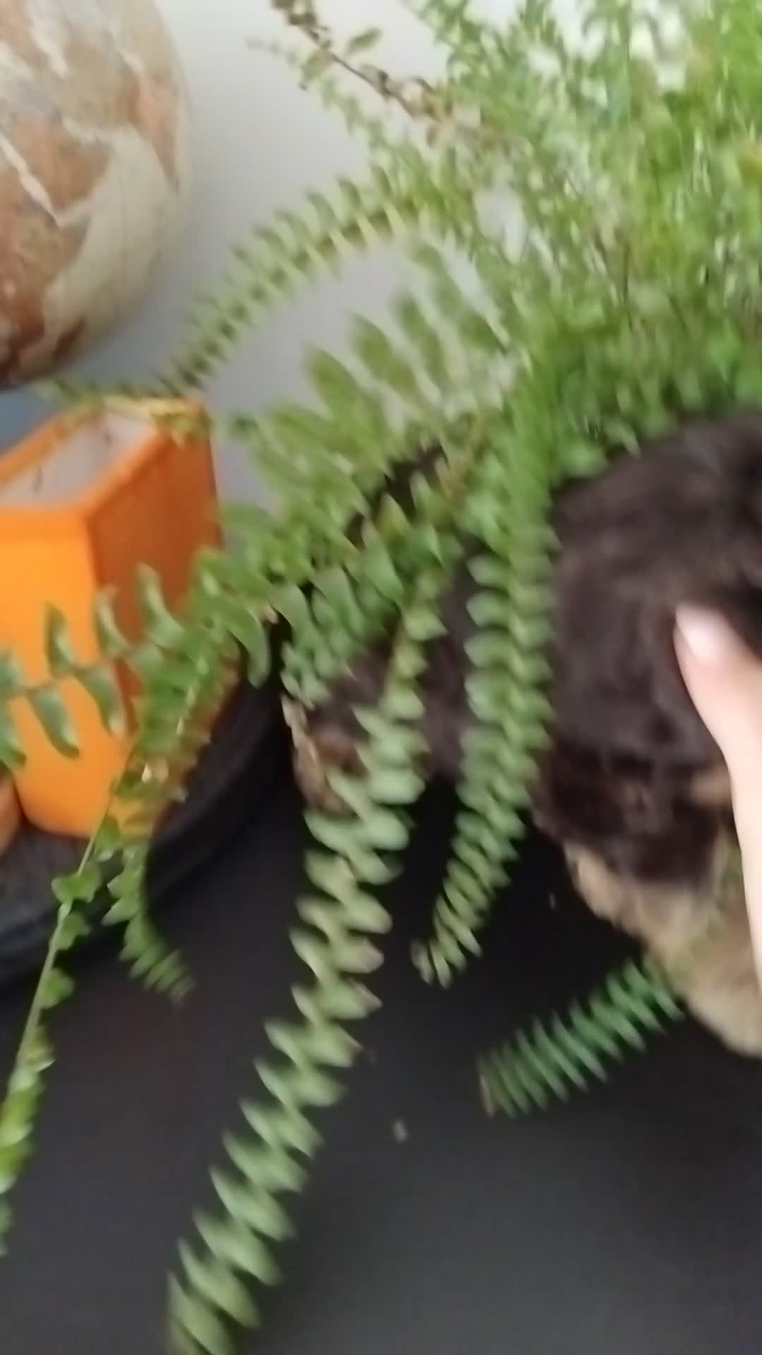 Cockapoo dogs for sale: 🐾 Beautiful Cockapoo Puppies 🐾75%cocker25%poodle - Video 1