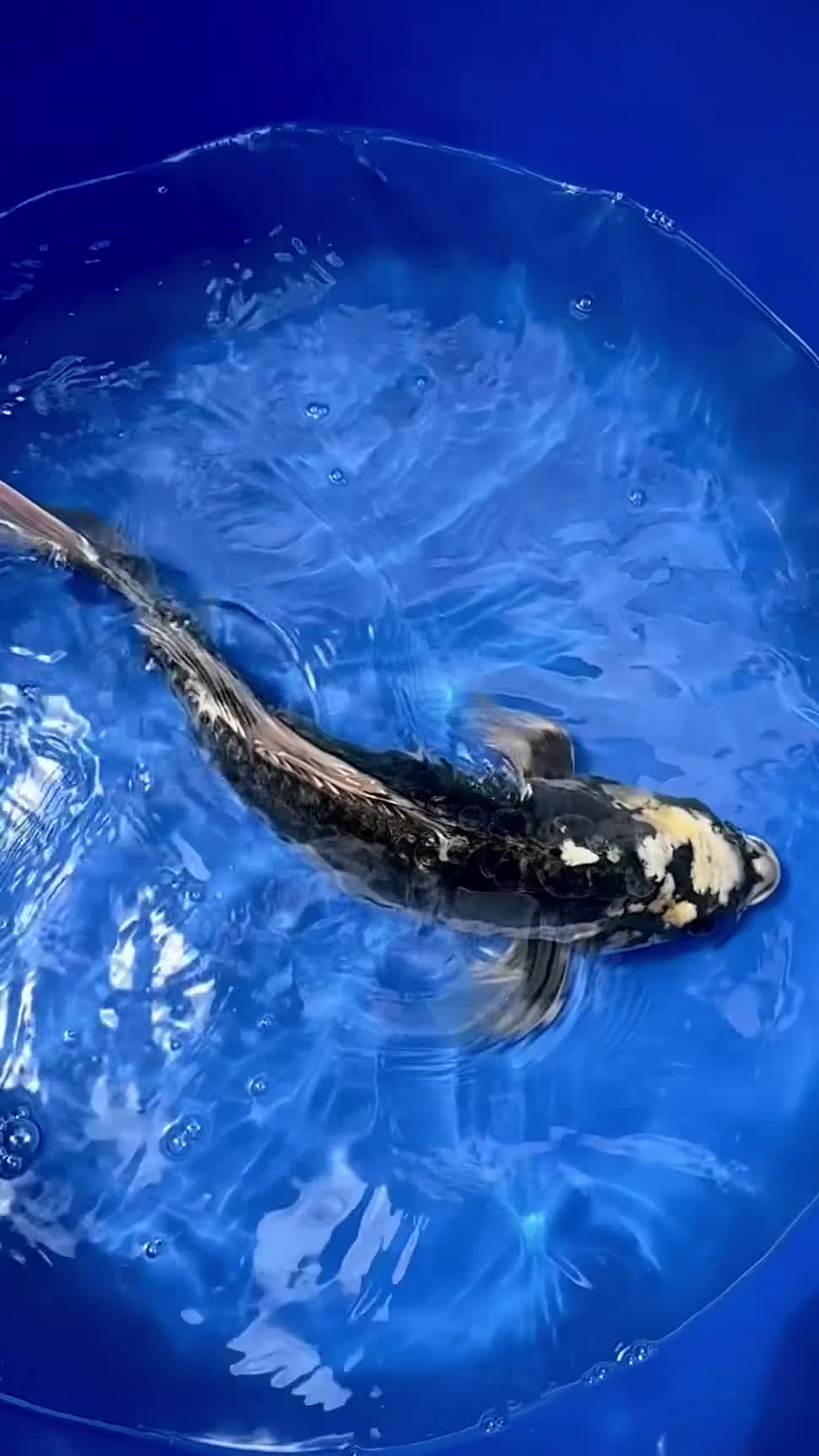 Koi Carp fish for sale: Incredible Large Japanese Dragon Koi - Video 1