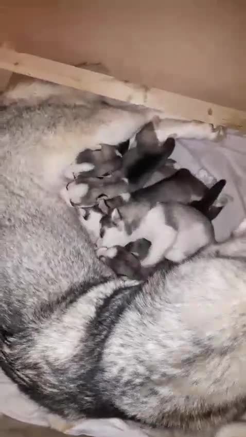 Siberian Husky dogs for sale: Siberian Huskey pups  - Video 3