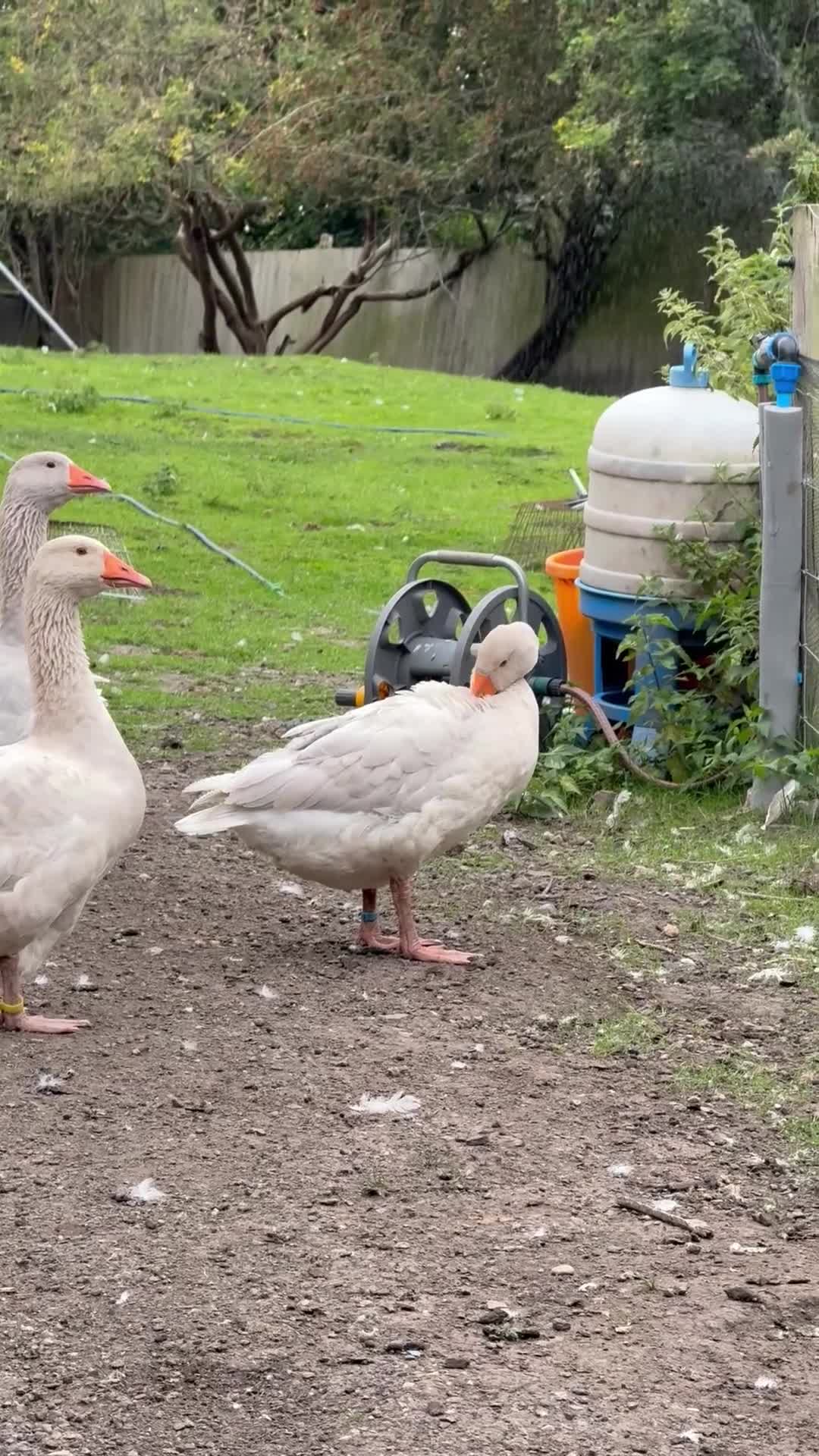 Geese poultry for sale: Franconian/Toulouse Ganders - PRICE PER BIRD!! - Video 1