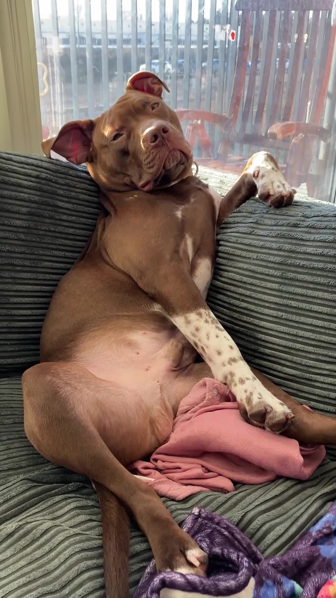 Mixed Breed dogs for sale: Marlowe - Video 3